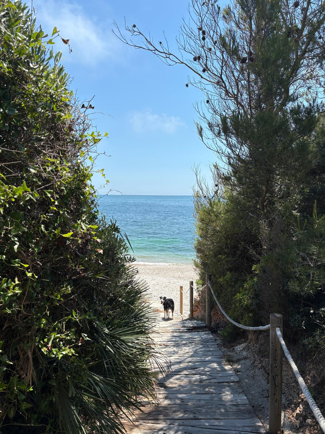 Spot secret dog-friendly